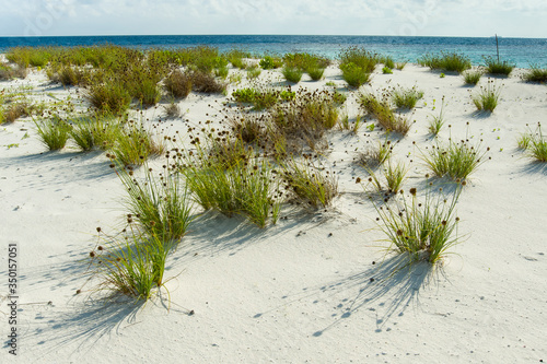 Piante tropicali al mare su...