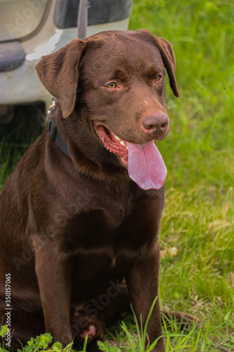 chocolate labrador retriever