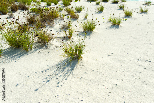 Piante tropicali su spiagge...