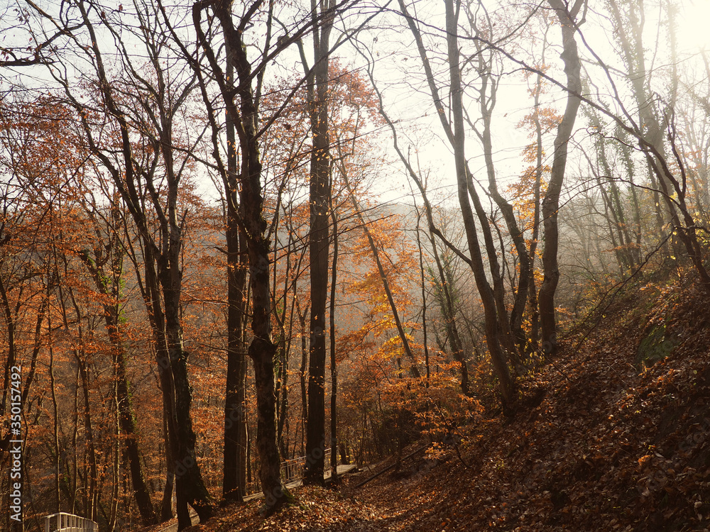 Autumn forest trail. Beautiful morning in the misty autumn forest with sun rays, Path through autumn woods Autumn forest trail. Beautiful morning in the misty autumn forest with sun rays, Path through autumn woods