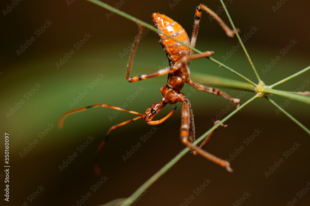 Fototapeta premium Australian Assassin Bug also known as Reduviidae