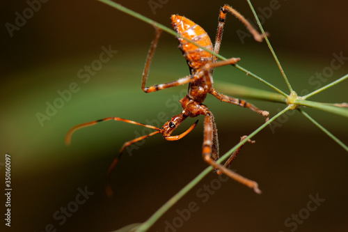 Australian Assassin Bug also known as Reduviidae