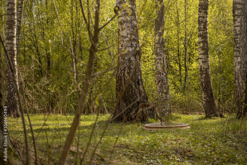Fototapeta premium Forest with trees, grass, glades and flowers