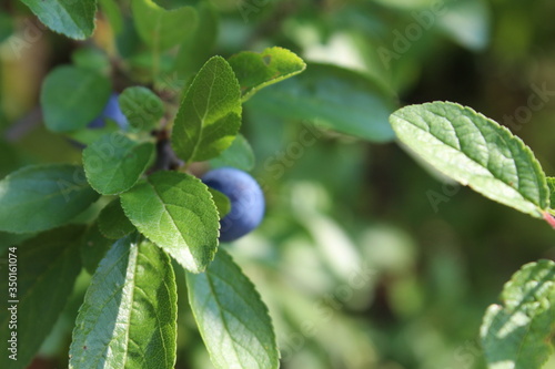 Wallpaper Mural Beeren Torontodigital.ca