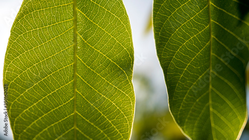 green walnut leaves close up