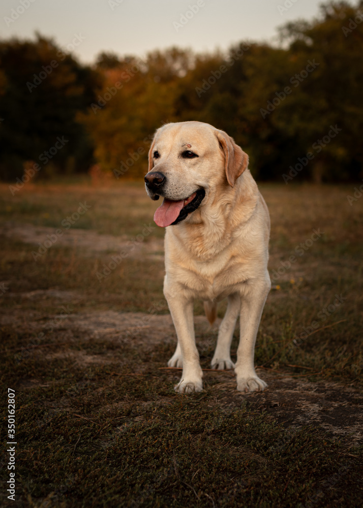A dog of the breed Labrador Retriever on a hunt in the forest monitors what is happening around. The dog tracks the prey.