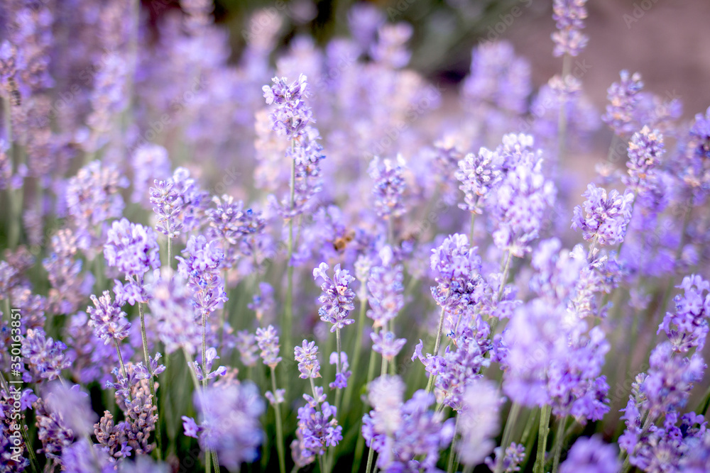 Obraz premium Beautiful lavender close-up. Background and wallpaper on the wall. Beautiful summer concept.