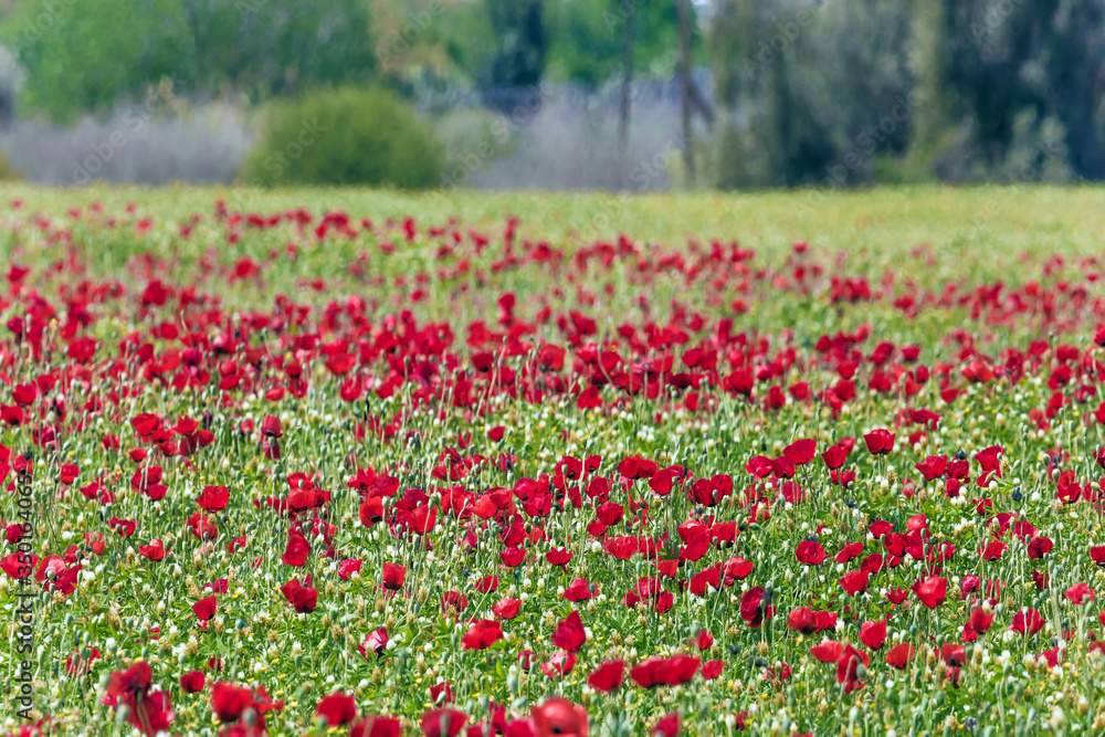  Fields of red anemones