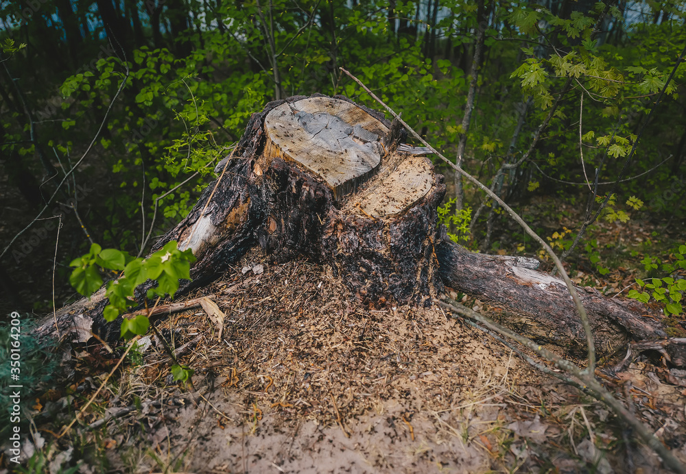 Life in big ant hill and stump in the spring forest. Life in big ant hill and stump in the spring forest.