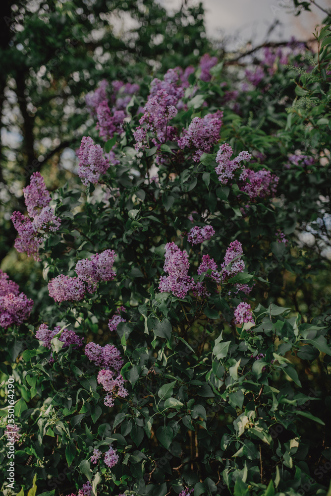 Blooming Lilac. Beautiful spring background with lilac flowers. Blooming Lilac. Beautiful spring background with lilac flowers.