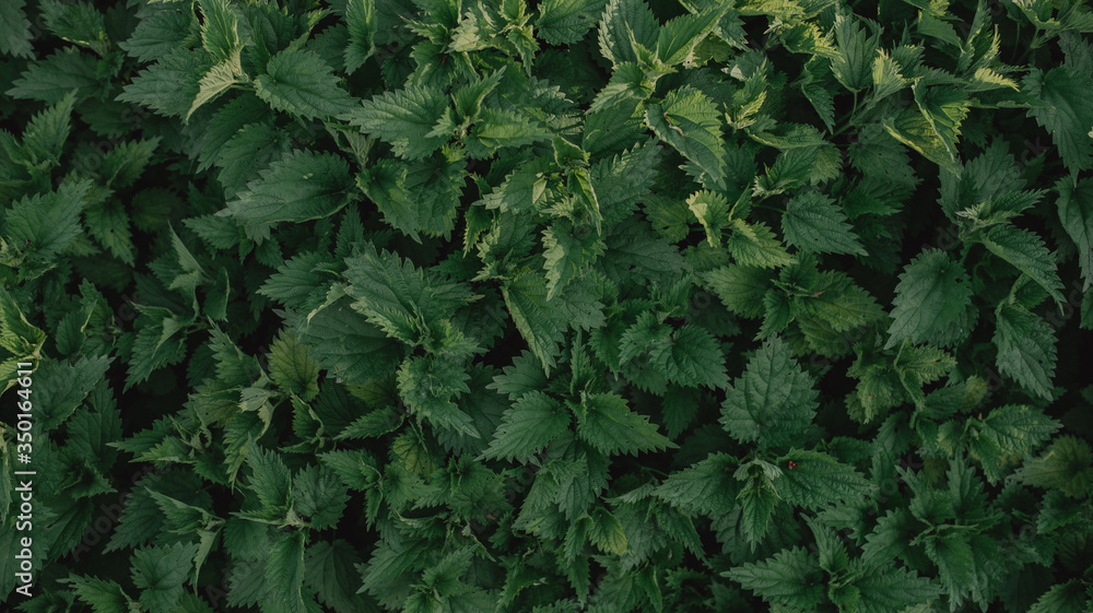 Fototapeta premium Nettle background top view. Beautiful green background with medicinal plants.