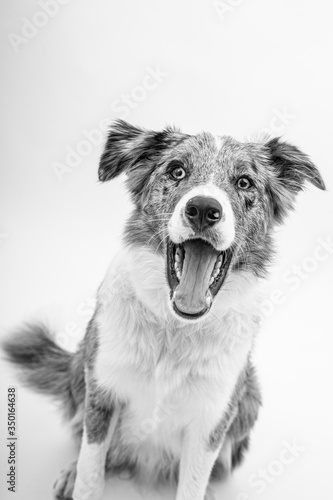 Border collie blue merle 6 month old in white studio