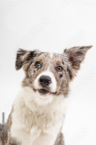 Border collie blue merle 6 month old in white studio