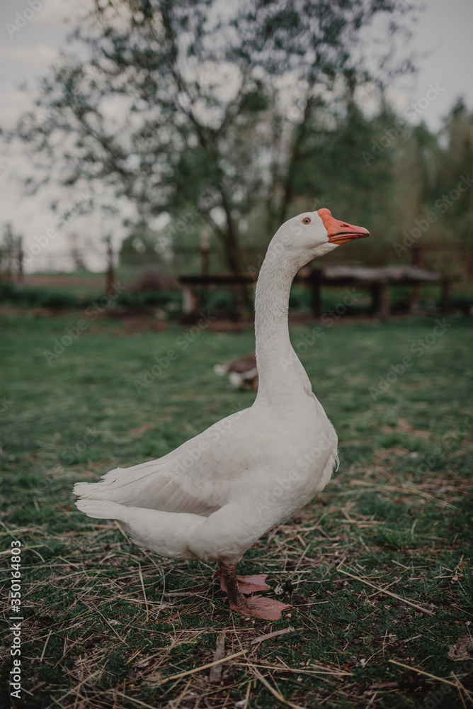 Obraz premium Beautiful white goose on the lawn. Rustic background with goose.