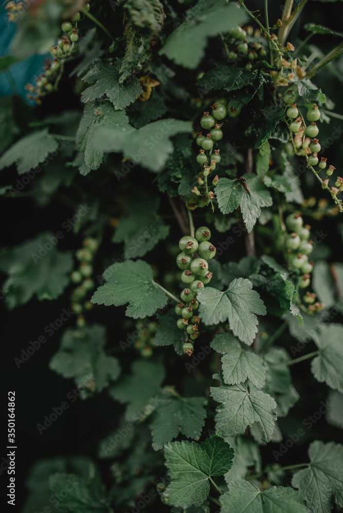Green berries of currant. Currant bush with green berries background.