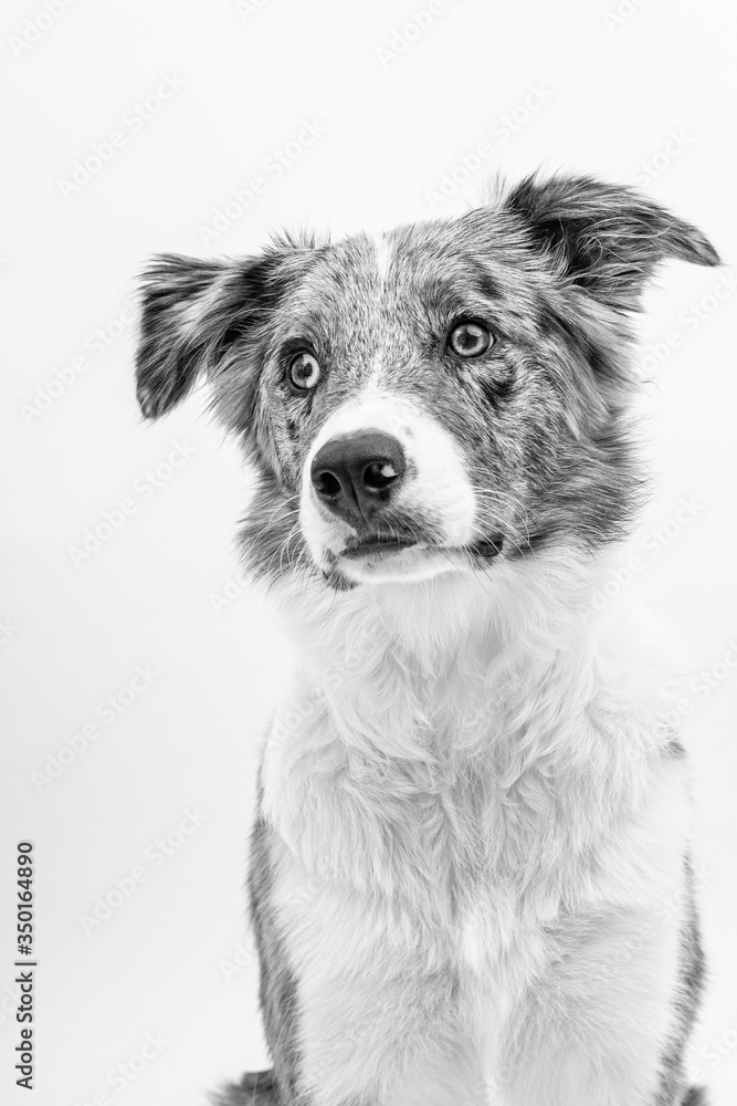 Border collie blue merle 6 month old in white studio