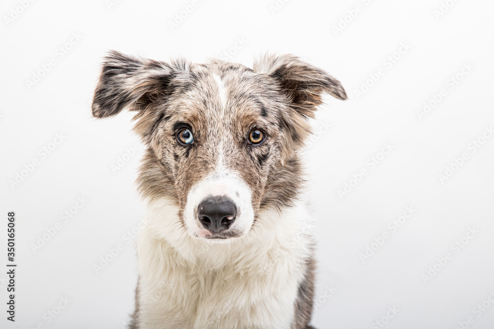 Border collie merle 6 month old in white studio Stock-foto |