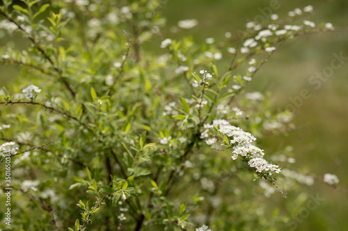 White Spirea flowers close-up on a green bush