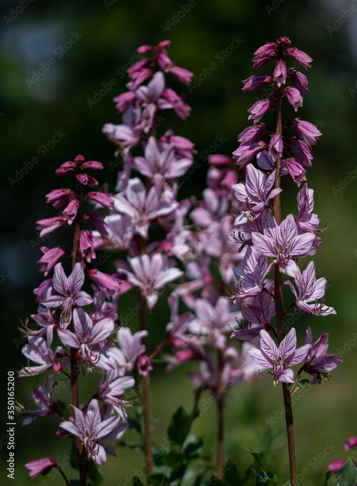 blühender Diptam in Mainfranken