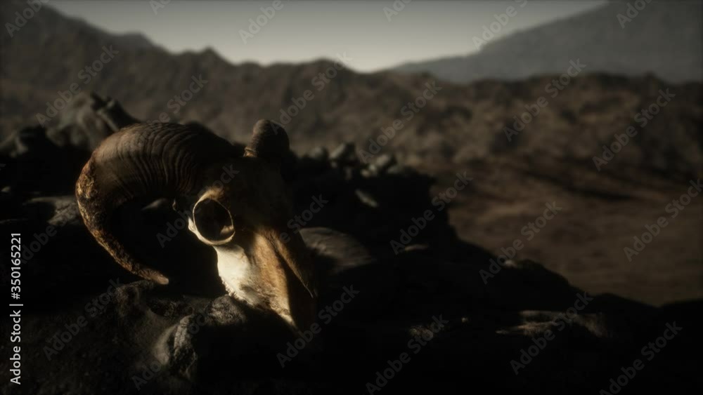 European mouflon ram skull in natural conditions in rocky mountains European mouflon ram skull in natural conditions in rocky mountains