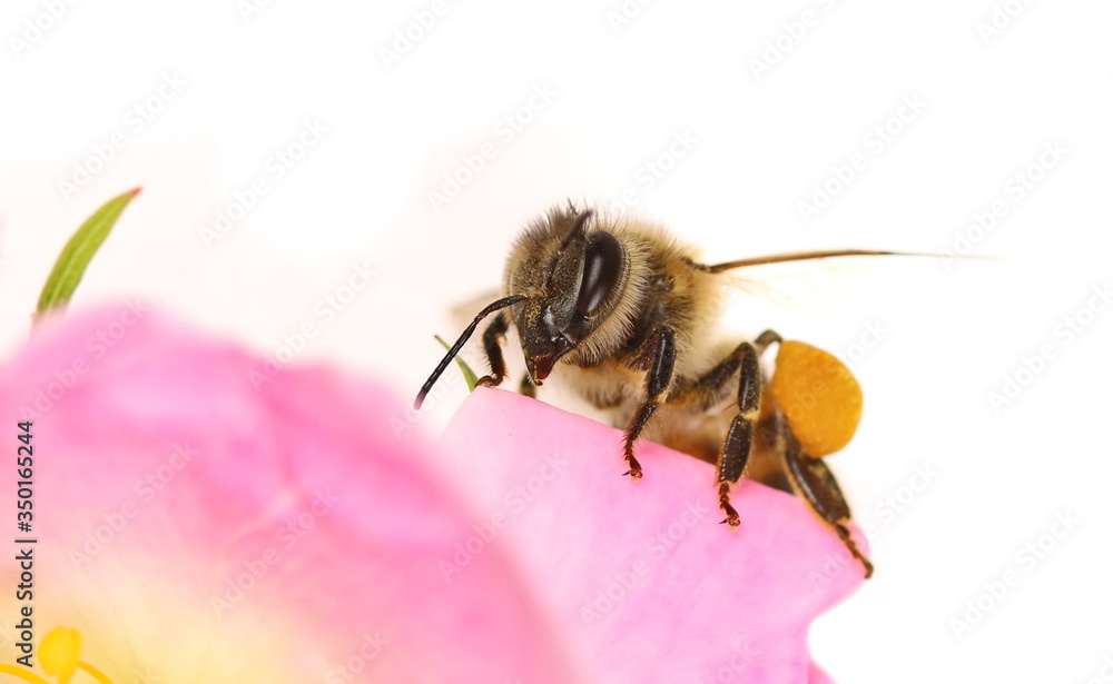 Honeybee on dog rose flower isolated on white background, macro Honeybee on dog rose flower isolated on white background, macro