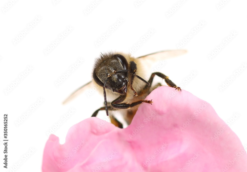 Honeybee on dog rose flower isolated on white background, macro Honeybee on dog rose flower isolated on white background, macro