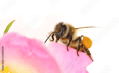 Honeybee on dog rose flower isolated on white background, macro