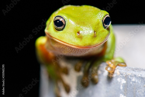 Australian Green Tree Frog also known as Litoria caerulea