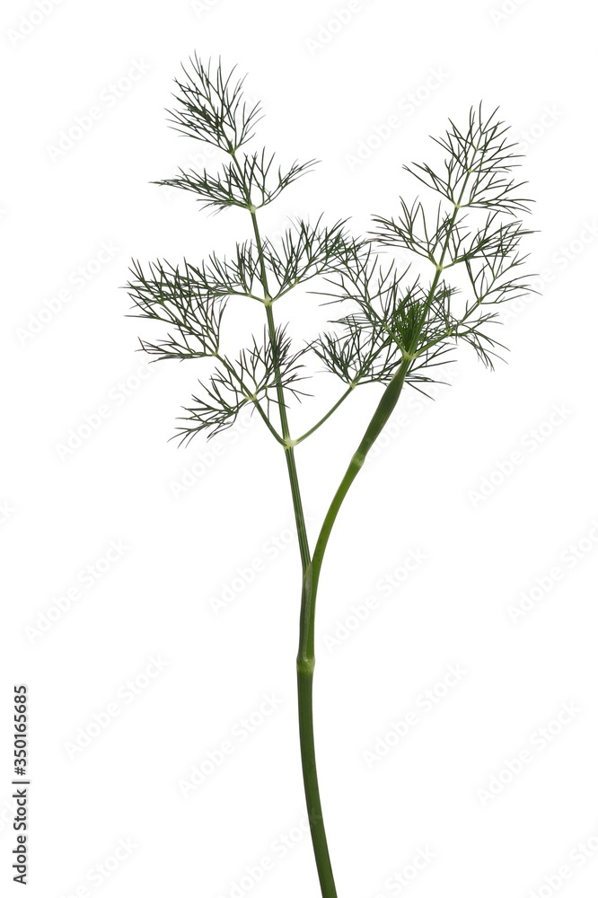 Fresh green dill isolated on white background with clipping path Fresh green dill isolated on white background with clipping path