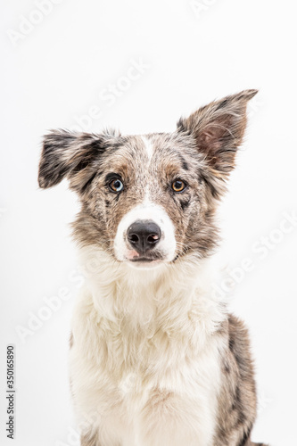 Border collie blue merle 6 month old in white studio