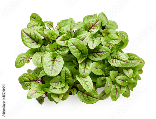 Tableau sur toile Fresh micro green sorrel leaves. Red veined sorrel. Top view.
