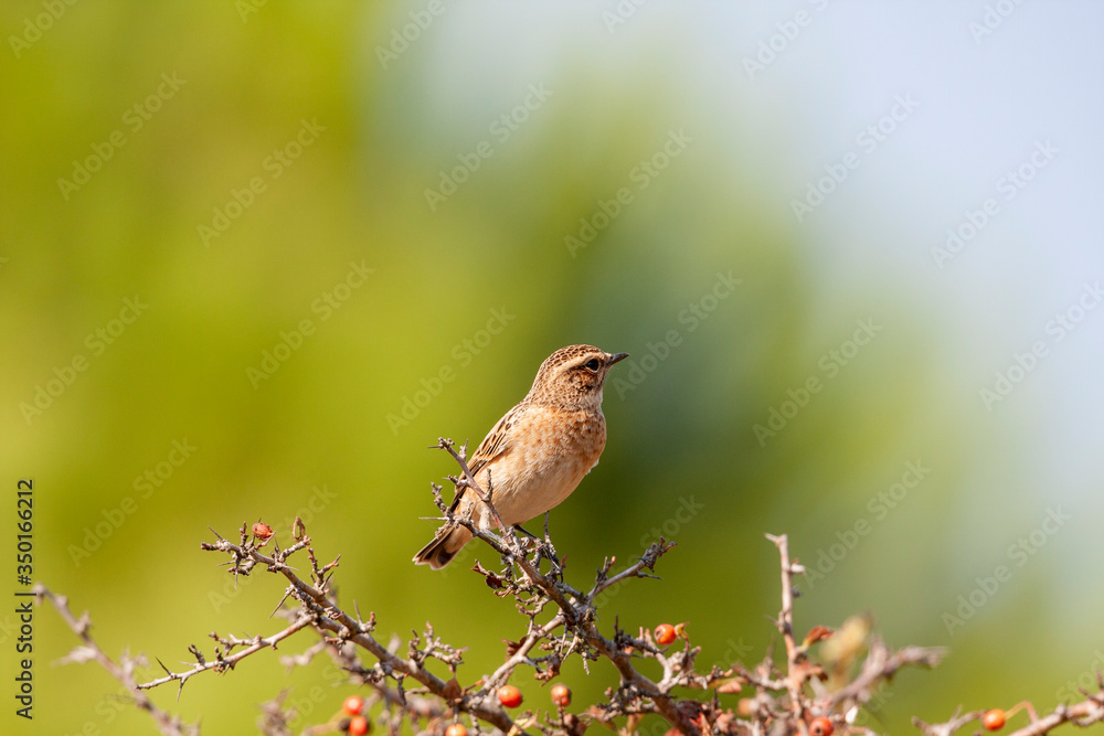 Fototapeta premium Whinchat, bird perched on tree branch (Saxicola rubetra)