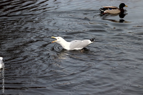 Принти на полотні Seagull squawk