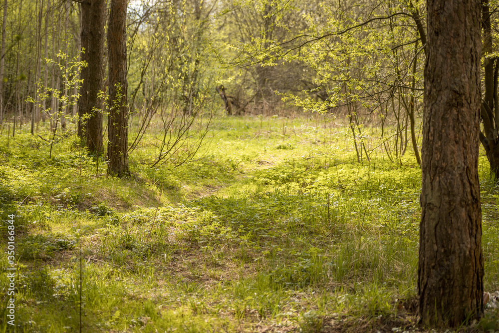 Forest with trees, grass, glades and flowers Forest with trees, grass, glades and flowers