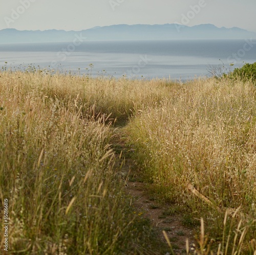 Fototapeta Naklejka Na Ścianę i Meble -  View of the sea and mountains, in the foreground dried grass with ears