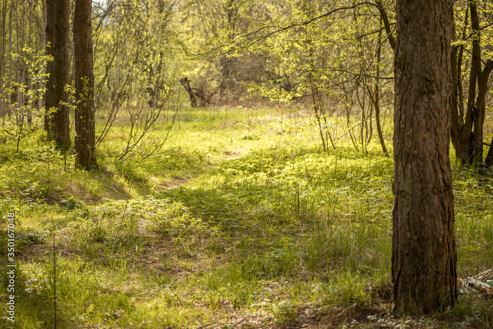 Forest with trees, grass, glades and flowers Forest with trees, grass, glades and flowers