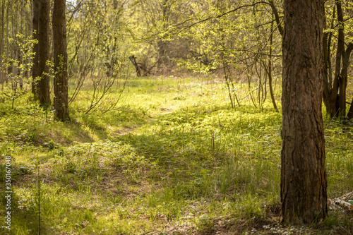 Fototapeta Naklejka Na Ścianę i Meble -  Forest with trees, grass, glades and flowers
