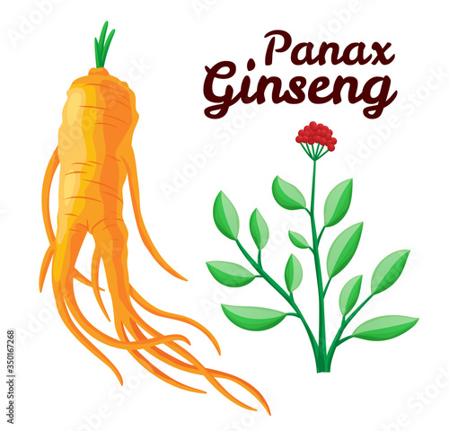 Root and leaves panax ginseng. Healthy lifestyle. For traditional medicine, gardening. Biological additives are. Vector colorful flat illustration of medicinal plants. Isolated on white background