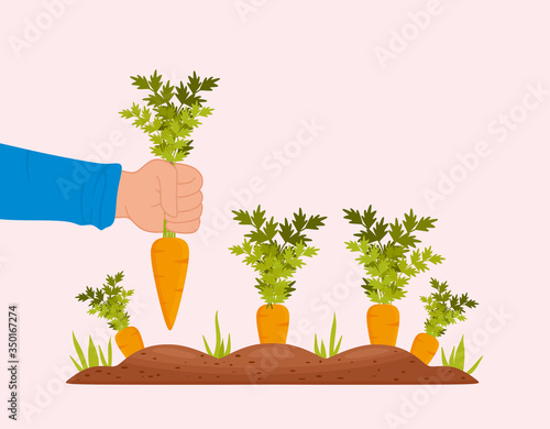 Harvesting carrots. Male hand with bunches of carrots with tops. Ripe carrots in the garden. Vector illustration on a white background.