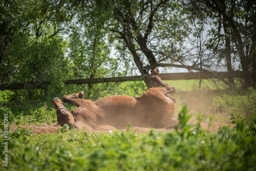 beautiful horses frolic and relax in nature