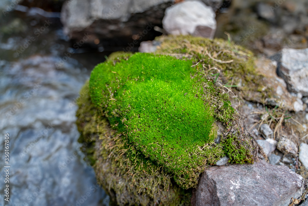 The small cute stream flows between green moss and stones in Fann mountains in Tajikistan The small cute stream flows between green moss and stones in Fann mountains in Tajikistan