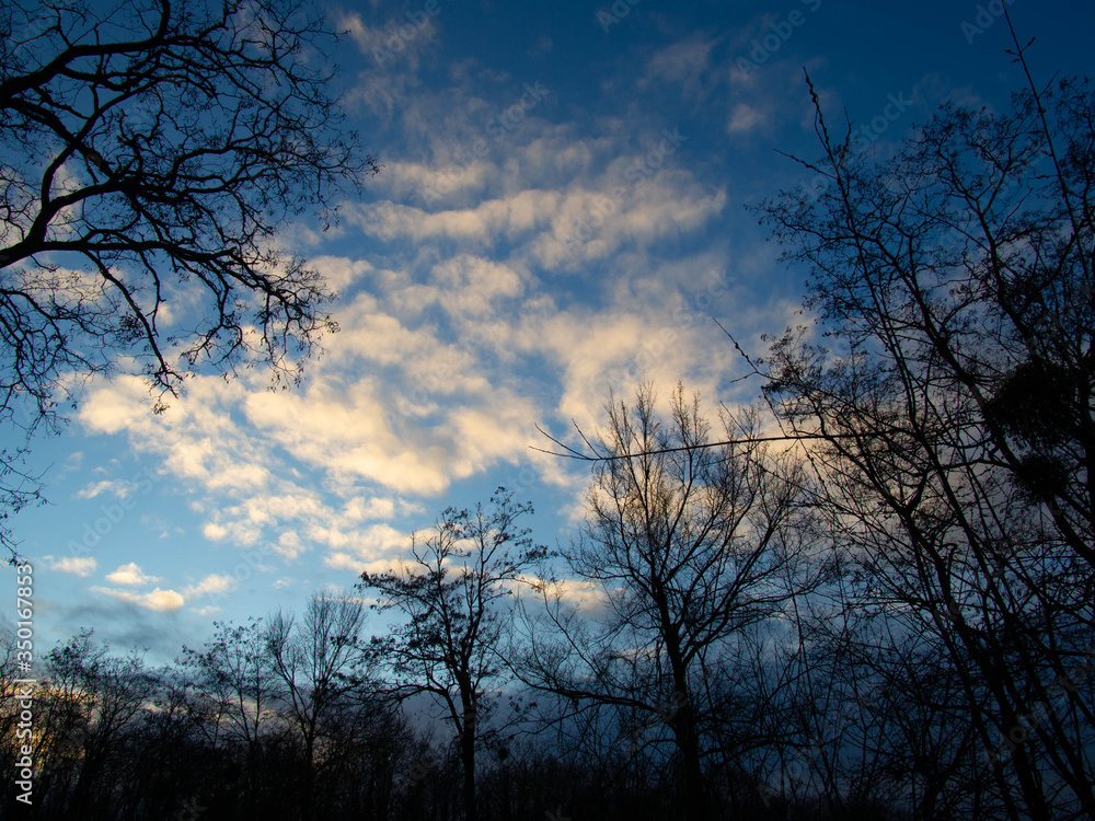 Naklejka premium Forest's sky