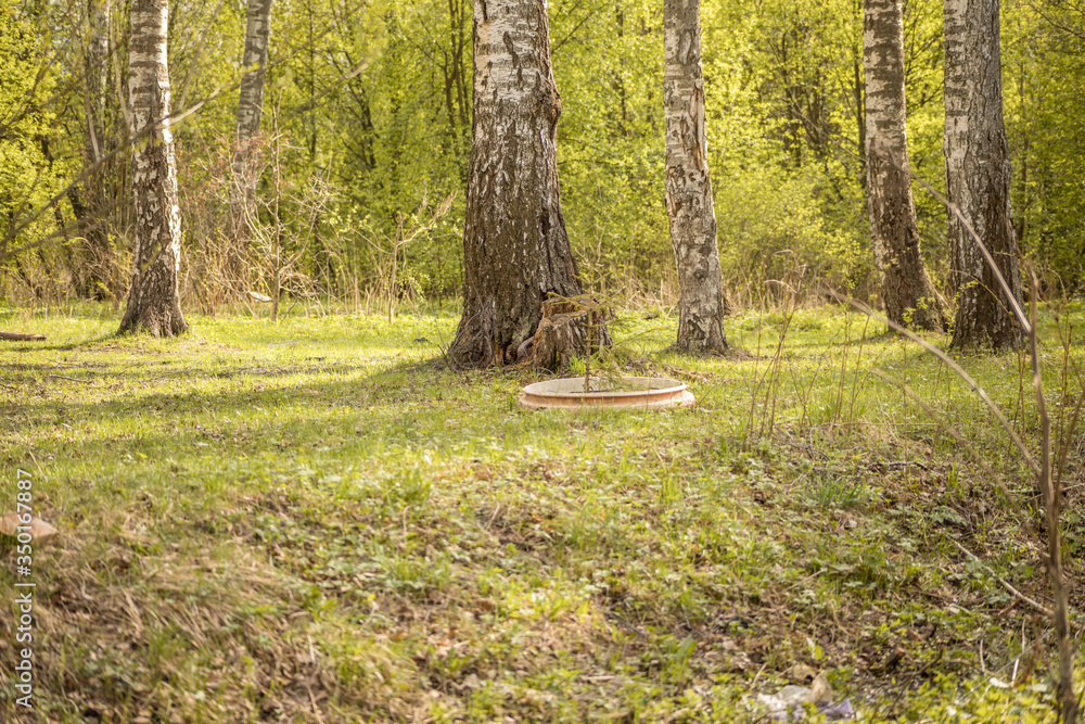 Forest with trees, grass, glades and flowers Forest with trees, grass, glades and flowers