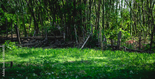 Fototapeta Naklejka Na Ścianę i Meble -  Green grass in the bamboo forest