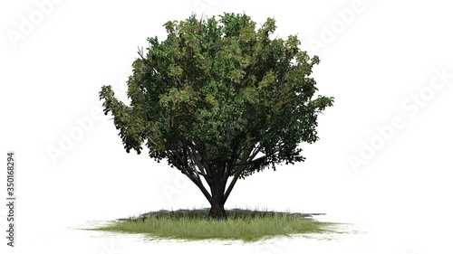 Black Elder shrub on a grass area - isolated on white background - 3D illustration