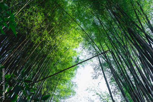 Bamboo tree bamboo forest green nature