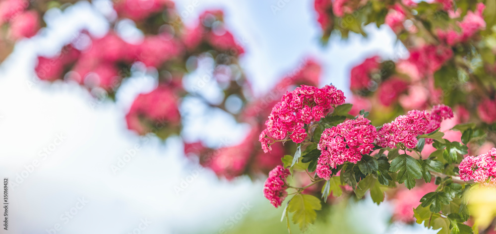 Panoramic view to spring background art with Beautiful pink hawthorn blossom at the blue sky. Beautiful spring background. Copy space.