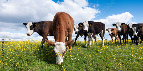 calves stand in grassy meadow with yellow flowers under blue sky © ahavelaar