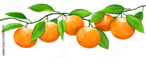 Branch with oranges fruits and leaves isolated on white background. Vector illustration
