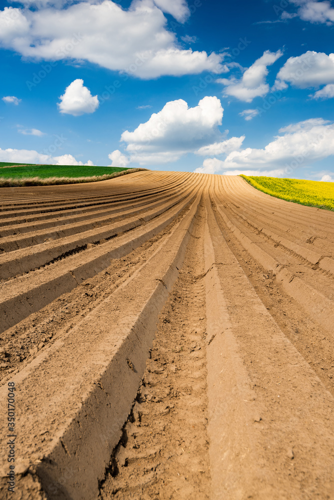 Rows on Cultivated Field in Countryside or Farm. Plantation in Fields. Blue Sky over Horizon Rows on Cultivated Field in Countryside or Farm. Plantation in Fields. Blue Sky over Horizon